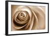 Sepia Rose 01-Tom Quartermaine-Framed Giclee Print