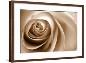 Sepia Rose 01-Tom Quartermaine-Framed Giclee Print