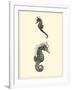 Sepia Seahorse-Vision Studio-Framed Art Print