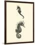 Sepia Seahorse-Vision Studio-Framed Art Print