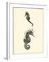 Sepia Seahorse-Vision Studio-Framed Art Print