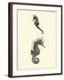 Sepia Seahorse-Vision Studio-Framed Art Print