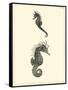 Sepia Seahorse-Vision Studio-Framed Stretched Canvas