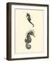 Sepia Seahorse-Vision Studio-Framed Art Print