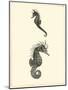 Sepia Seahorse-Vision Studio-Mounted Art Print