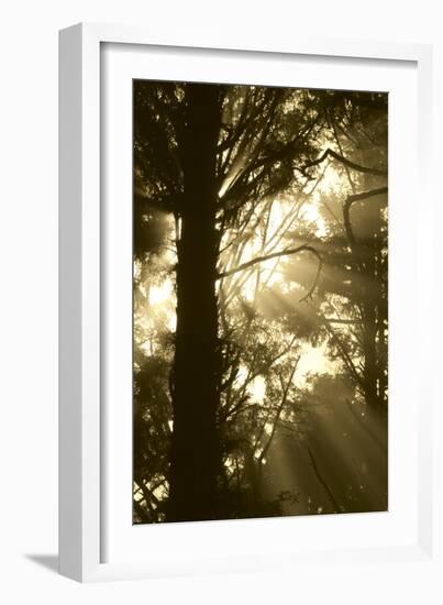 Sepia Shadows I-Erin Berzel-Framed Photographic Print