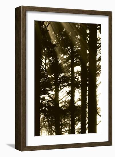 Sepia Shadows II-Erin Berzel-Framed Photographic Print
