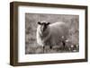 Sepia Sheep-Nathan Larson-Framed Photographic Print
