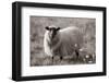 Sepia Sheep-Nathan Larson-Framed Photographic Print