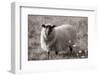 Sepia Sheep-Nathan Larson-Framed Photographic Print