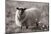 Sepia Sheep-Nathan Larson-Mounted Photographic Print