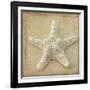 Sepia Shell I-Judy Stalus-Framed Art Print