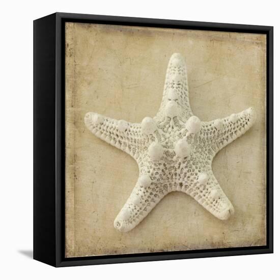 Sepia Shell I-Judy Stalus-Framed Stretched Canvas