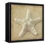 Sepia Shell I-Judy Stalus-Framed Stretched Canvas