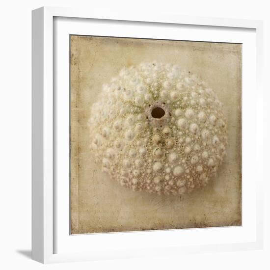 Sepia Shell II-Judy Stalus-Framed Art Print