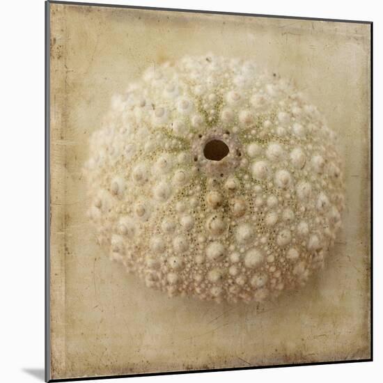 Sepia Shell II-Judy Stalus-Mounted Art Print