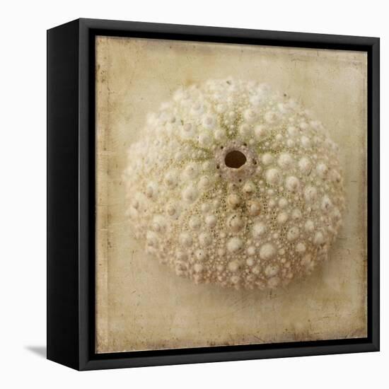 Sepia Shell II-Judy Stalus-Framed Stretched Canvas