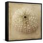 Sepia Shell II-Judy Stalus-Framed Stretched Canvas