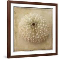 Sepia Shell II-Judy Stalus-Framed Art Print