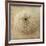 Sepia Shell II-Judy Stalus-Framed Art Print