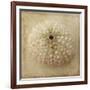 Sepia Shell II-Judy Stalus-Framed Art Print