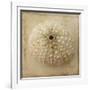 Sepia Shell II-Judy Stalus-Framed Art Print