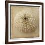Sepia Shell II-Judy Stalus-Framed Art Print