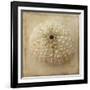 Sepia Shell II-Judy Stalus-Framed Art Print