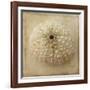 Sepia Shell II-Judy Stalus-Framed Art Print