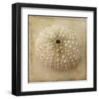 Sepia Shell II-Judy Stalus-Framed Art Print