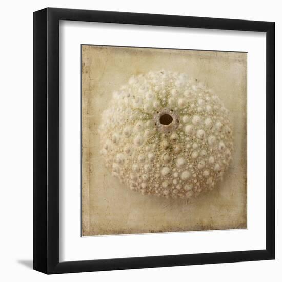 Sepia Shell II-Judy Stalus-Framed Art Print