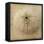 Sepia Shell II-Judy Stalus-Framed Stretched Canvas