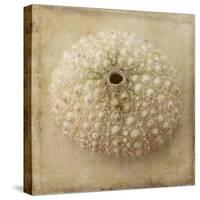 Sepia Shell II-Judy Stalus-Stretched Canvas