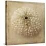 Sepia Shell II-Judy Stalus-Stretched Canvas