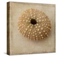 Sepia Shell III-Judy Stalus-Stretched Canvas