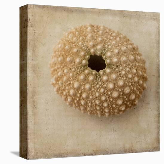 Sepia Shell III-Judy Stalus-Stretched Canvas