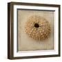 Sepia Shell III-Judy Stalus-Framed Art Print