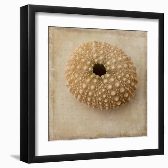 Sepia Shell III-Judy Stalus-Framed Art Print