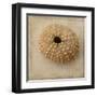 Sepia Shell III-Judy Stalus-Framed Art Print