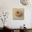 Sepia Shell III-Judy Stalus-Art Print displayed on a wall