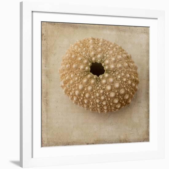 Sepia Shell III-Judy Stalus-Framed Art Print