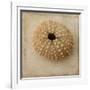 Sepia Shell III-Judy Stalus-Framed Art Print