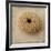 Sepia Shell III-Judy Stalus-Framed Art Print