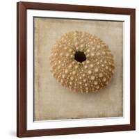 Sepia Shell III-Judy Stalus-Framed Art Print