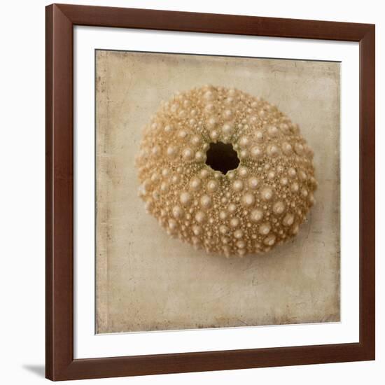 Sepia Shell III-Judy Stalus-Framed Art Print