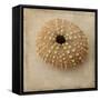 Sepia Shell III-Judy Stalus-Framed Stretched Canvas