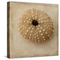 Sepia Shell III-Judy Stalus-Stretched Canvas