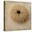 Sepia Shell III-Judy Stalus-Stretched Canvas