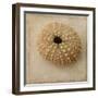 Sepia Shell III-Judy Stalus-Framed Art Print