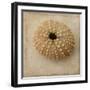 Sepia Shell III-Judy Stalus-Framed Art Print